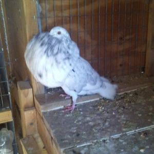 Meet your Posher, Antonio